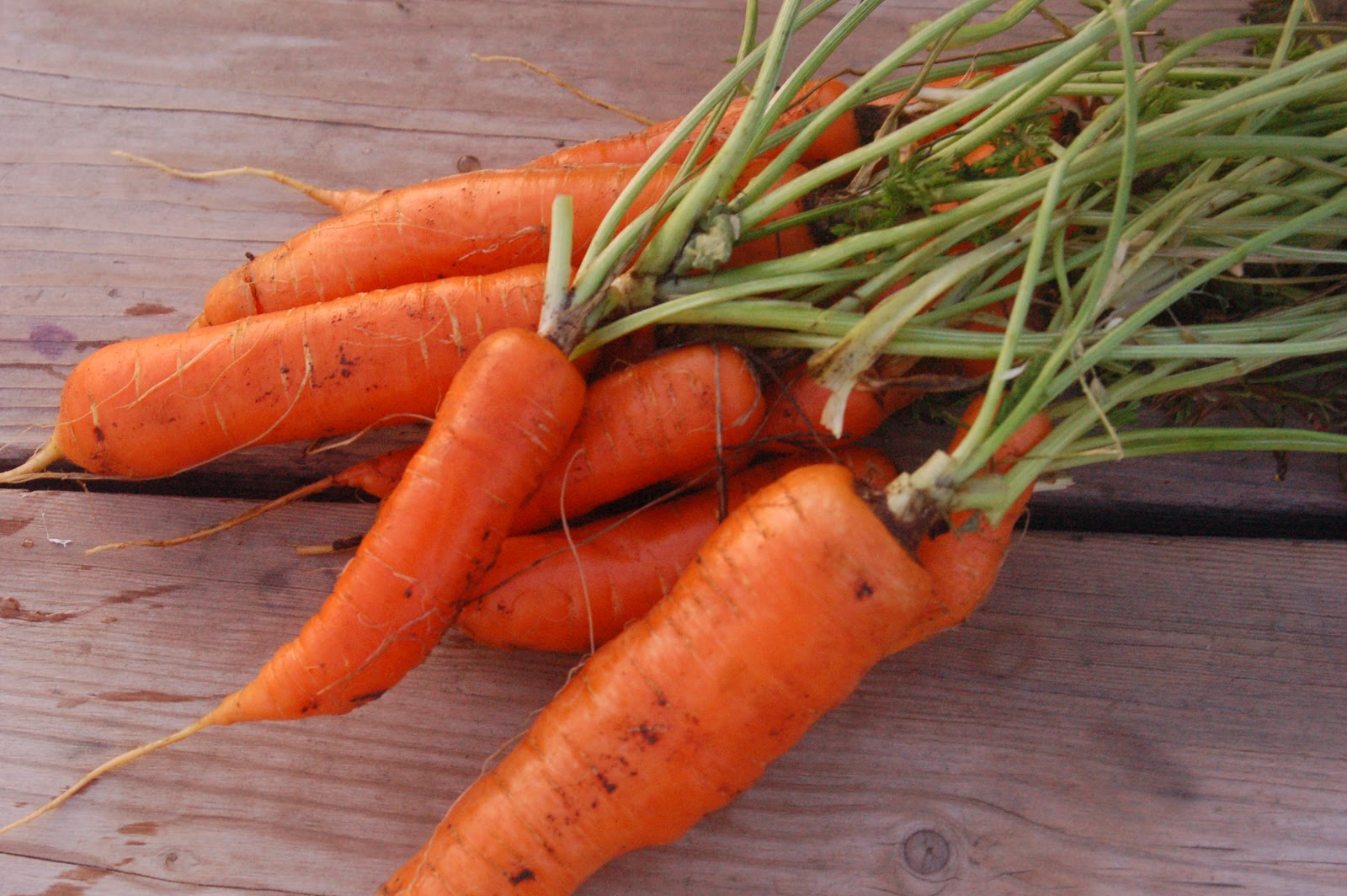 Fairview Farm Freezing Carrots
