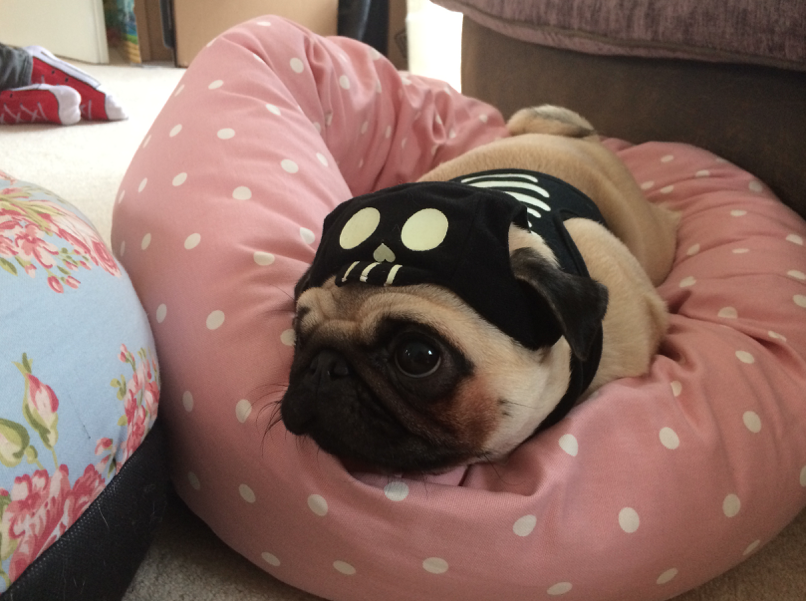 ellie and darcie the pugs pug 9 ellie and darcie the pugs pug 9