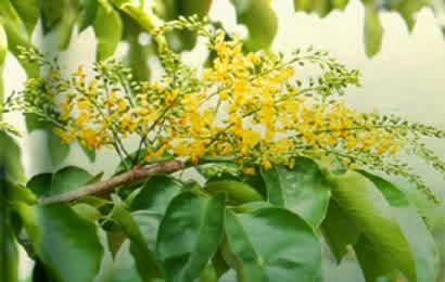 Manfaat Daun Angsana untuk Menjaga Kesehatan Manfaat Daun Angsana untuk Menjaga Kesehatan