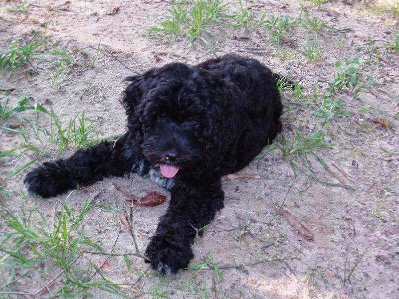 Bonnie..our new Portuguese Water Dog puppy