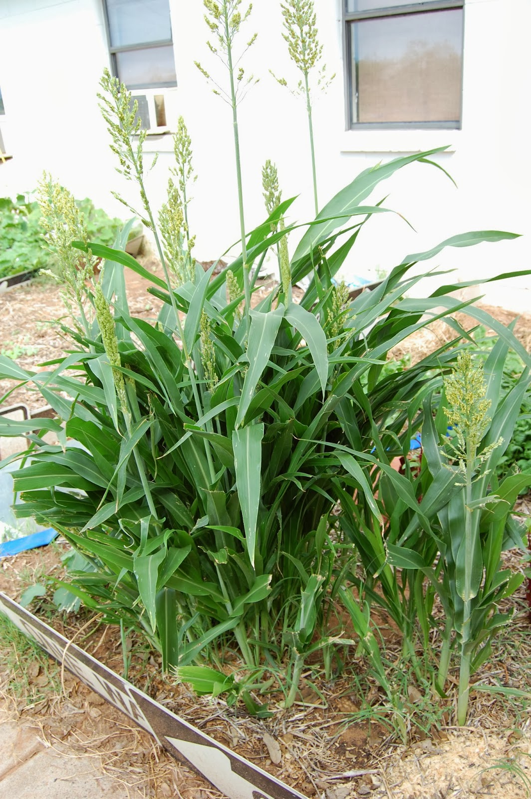 Texas Rebel Girl Hamster Plant?
