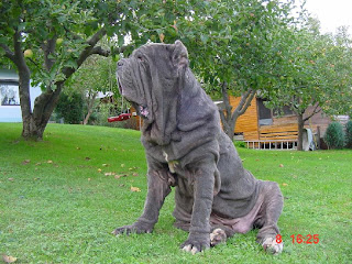 Neapolitan Mastiff Neapolitan Mastiff