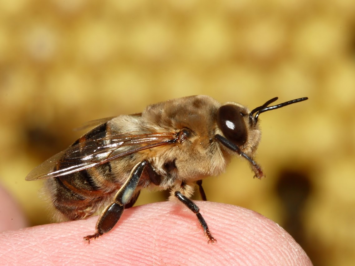 http://4.bp.blogspot.com/-aDnaoIIxzc0/TmQ4lin71PI/AAAAAAAADo8/fnjW7w0d_zM/s1138/Drone+Bee.jpg
