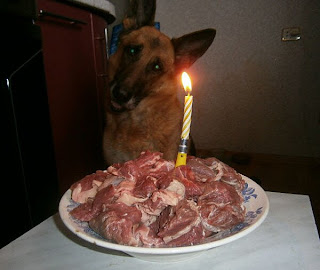 Hund bekommt Fleisch-Geburtstags-Torte
