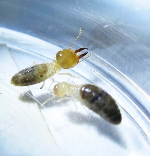 A soldier and worker of Prohamitermes termite