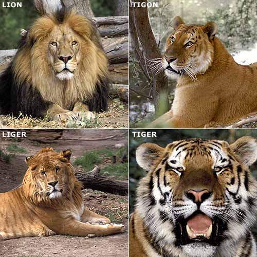 UN TIGRE Y UN LEON un tigre y un leon:
