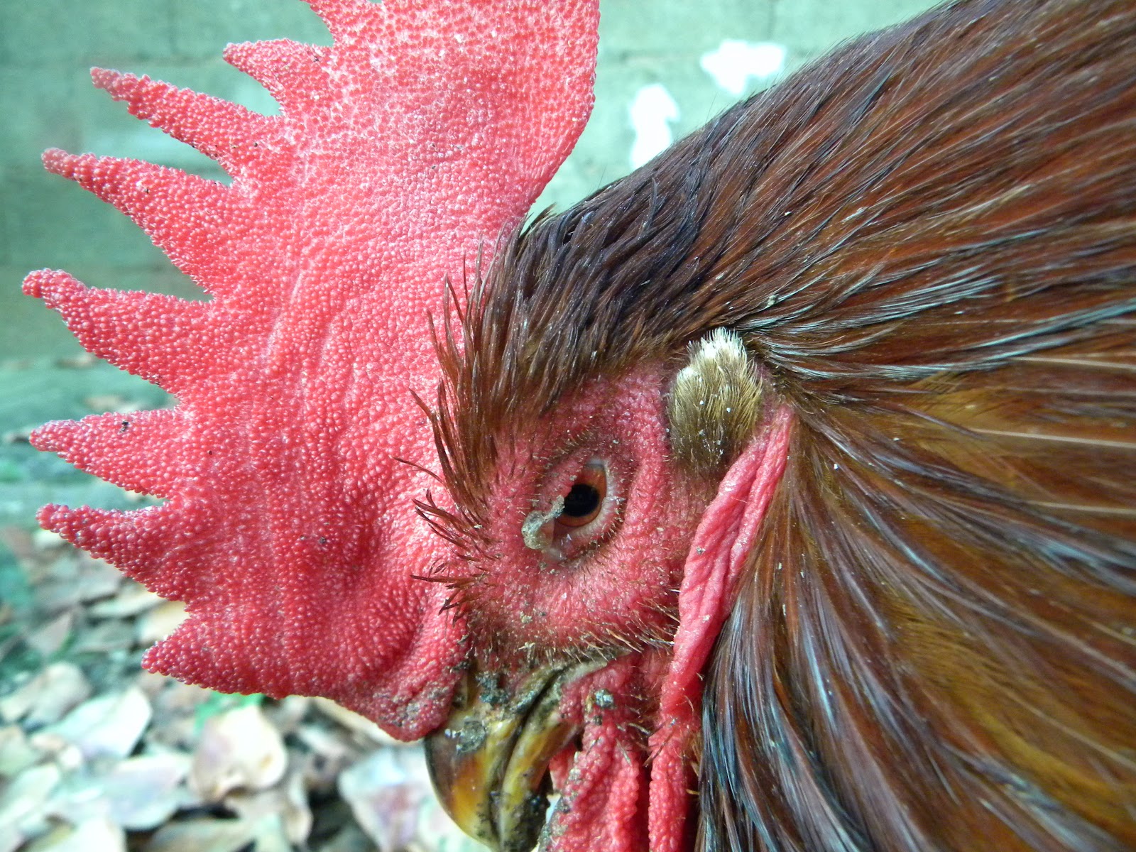 El Huerto de Tatay El pollo está enfermo.