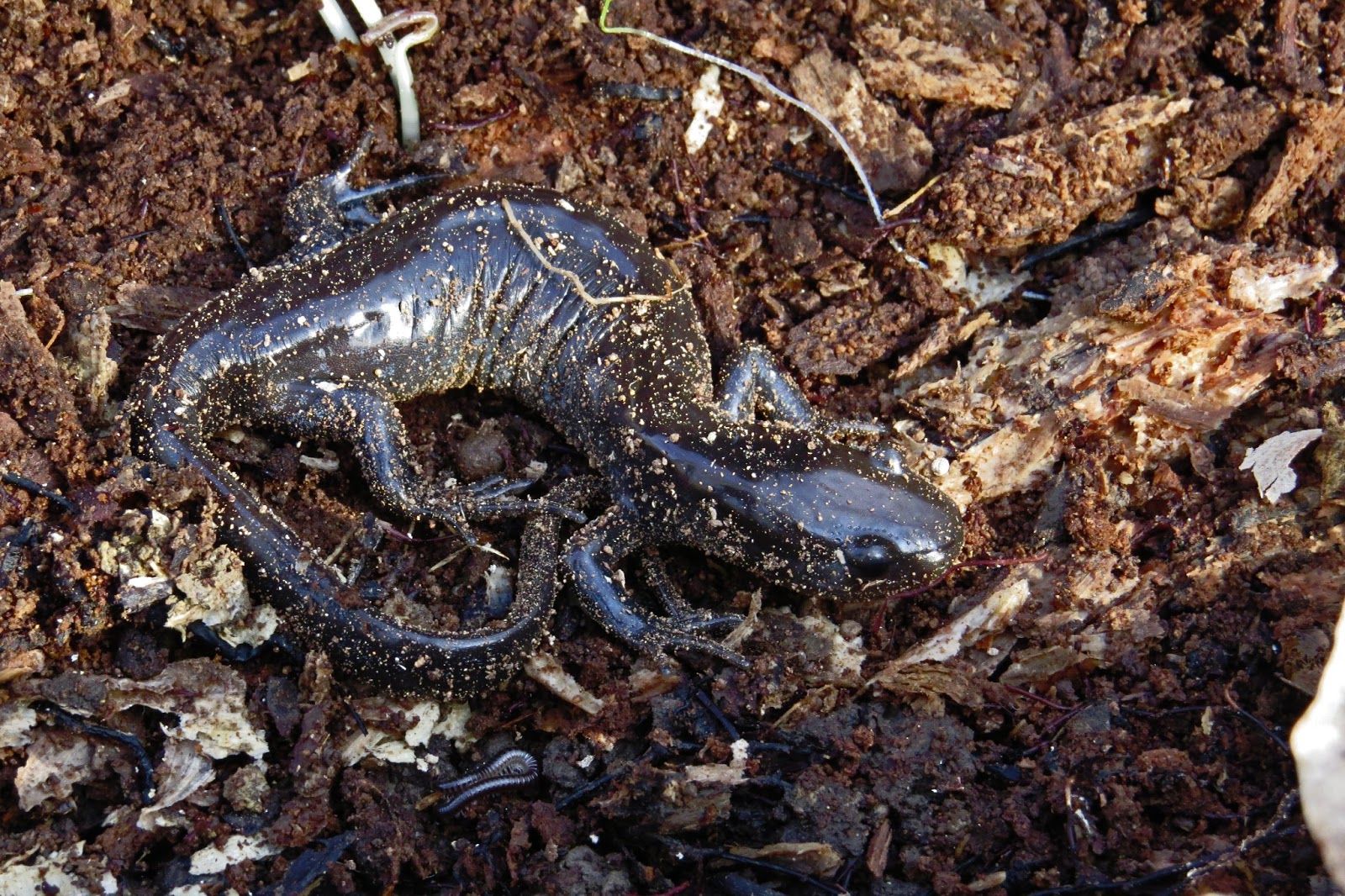 Around the Bend Cold Morning, Cool Salamanders