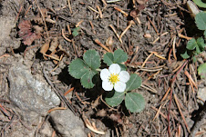 Just a few wild flowers left for the season.