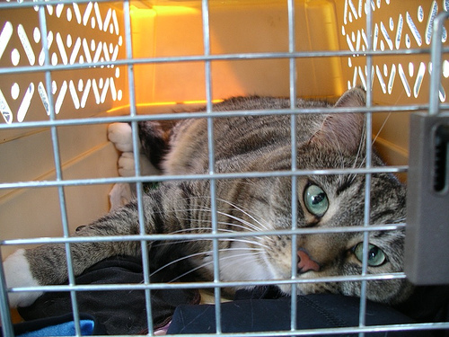 Why You Need to Take Your Cat to the Vet in a Carrier Pawsitively Pets