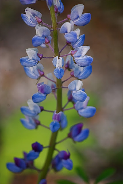 NYC ♥ NYC: Blooms and Foliage at Brooklyn Botanic Garden