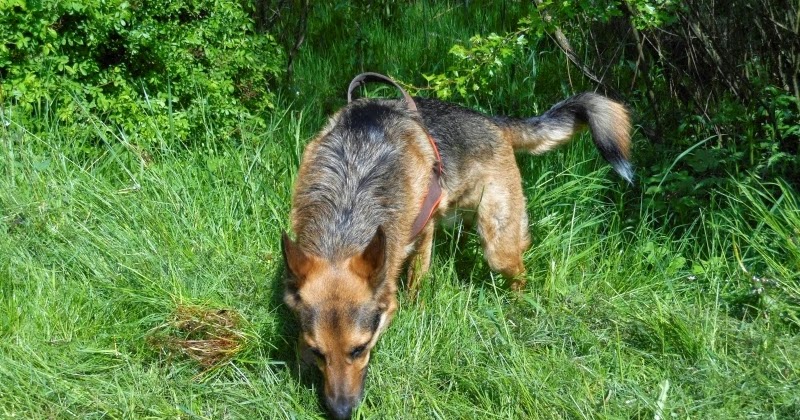 Hundepups Nieder mit dem Hund