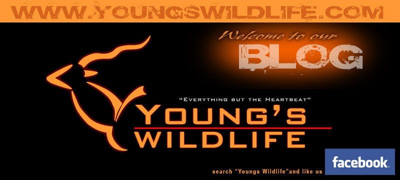 YOUNGS WILDLIFE