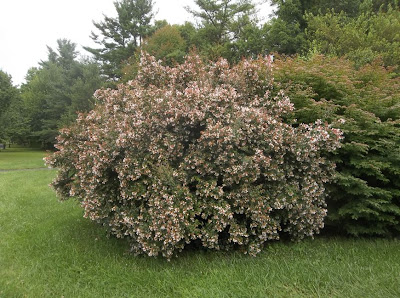 My G Rdening Frenzy Abelia