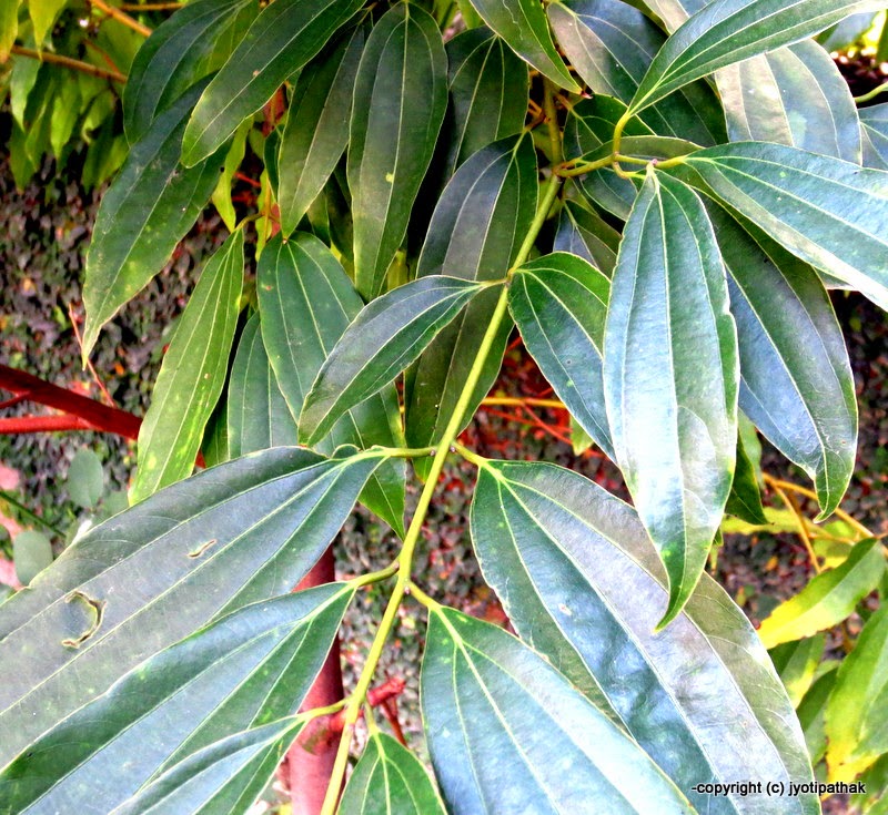 Taste of Nepal Cassia Leaves Tejpaat (तेजपात)