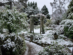 My Snow Covered garden