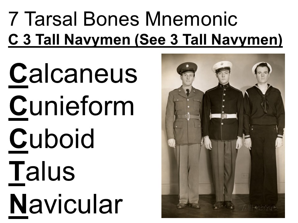 Life Coach Bloggers: Easy Ways to Remember Seven Tarsal Bones using