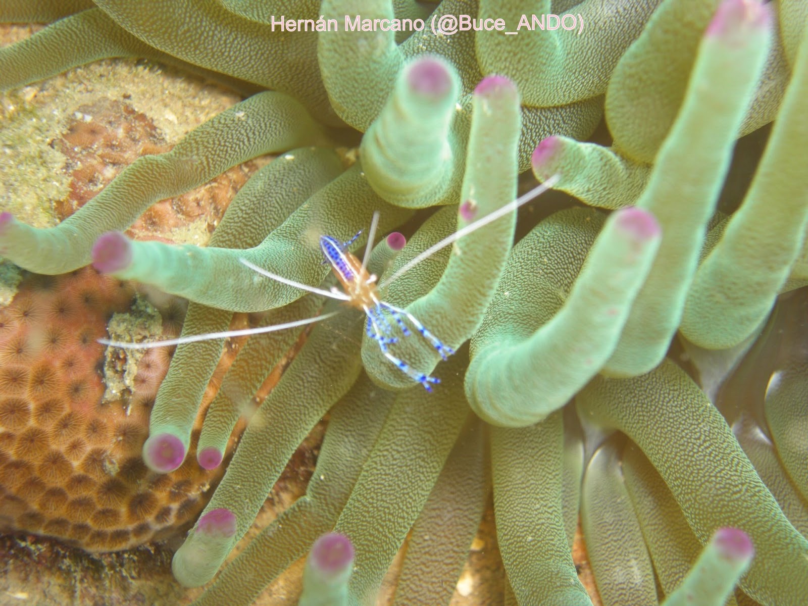 BuceANDO... Anémonas, Anémonas y más Anémonas...