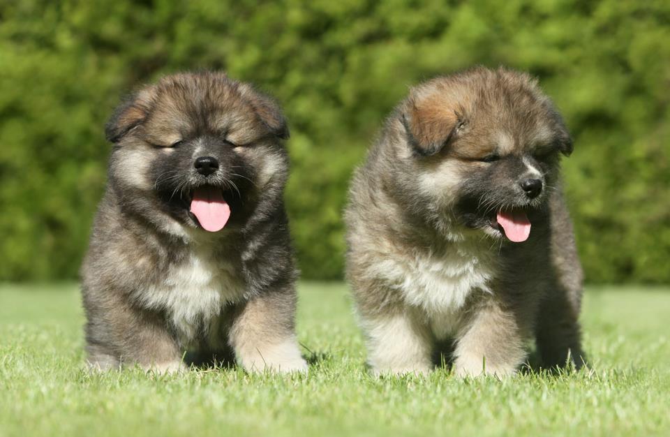 caucasian shepherd puppies caucasian shepherd img breeds picture caucasian shepherd puppies caucasian shepherd img breeds picture
