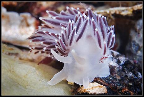 blue sea slug pet. the prettiest sea slugs in