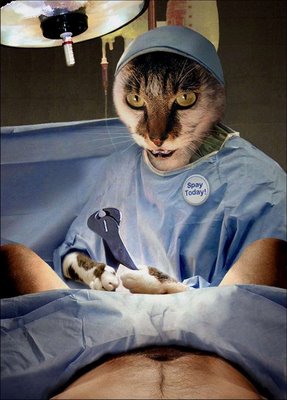 Funny working cat - ONLINE NEWS ICON