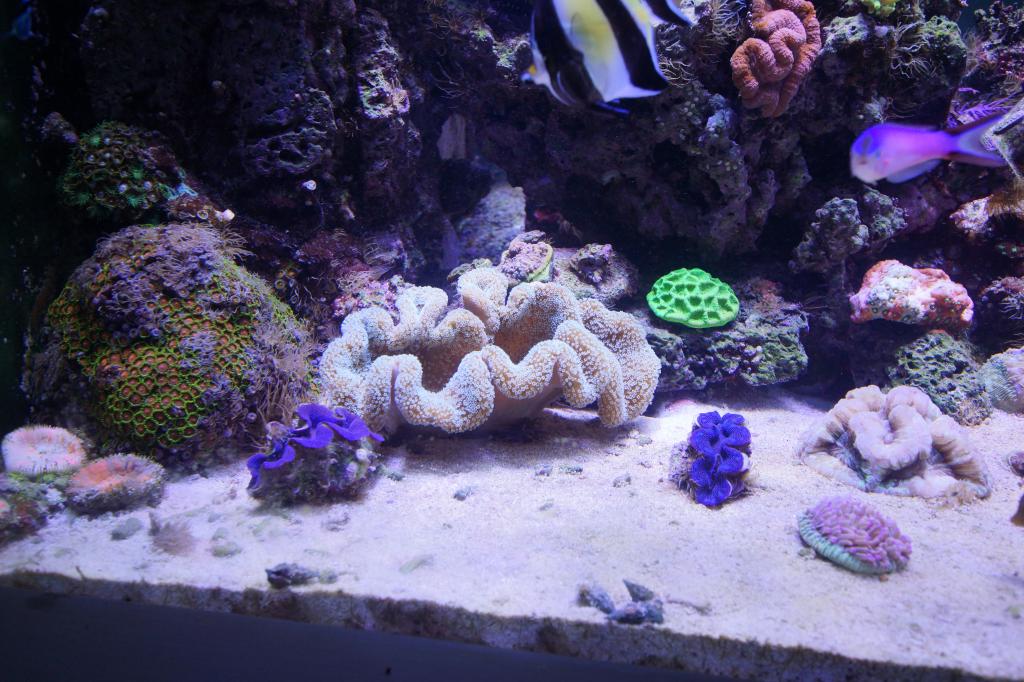 led aquarium lighting blog