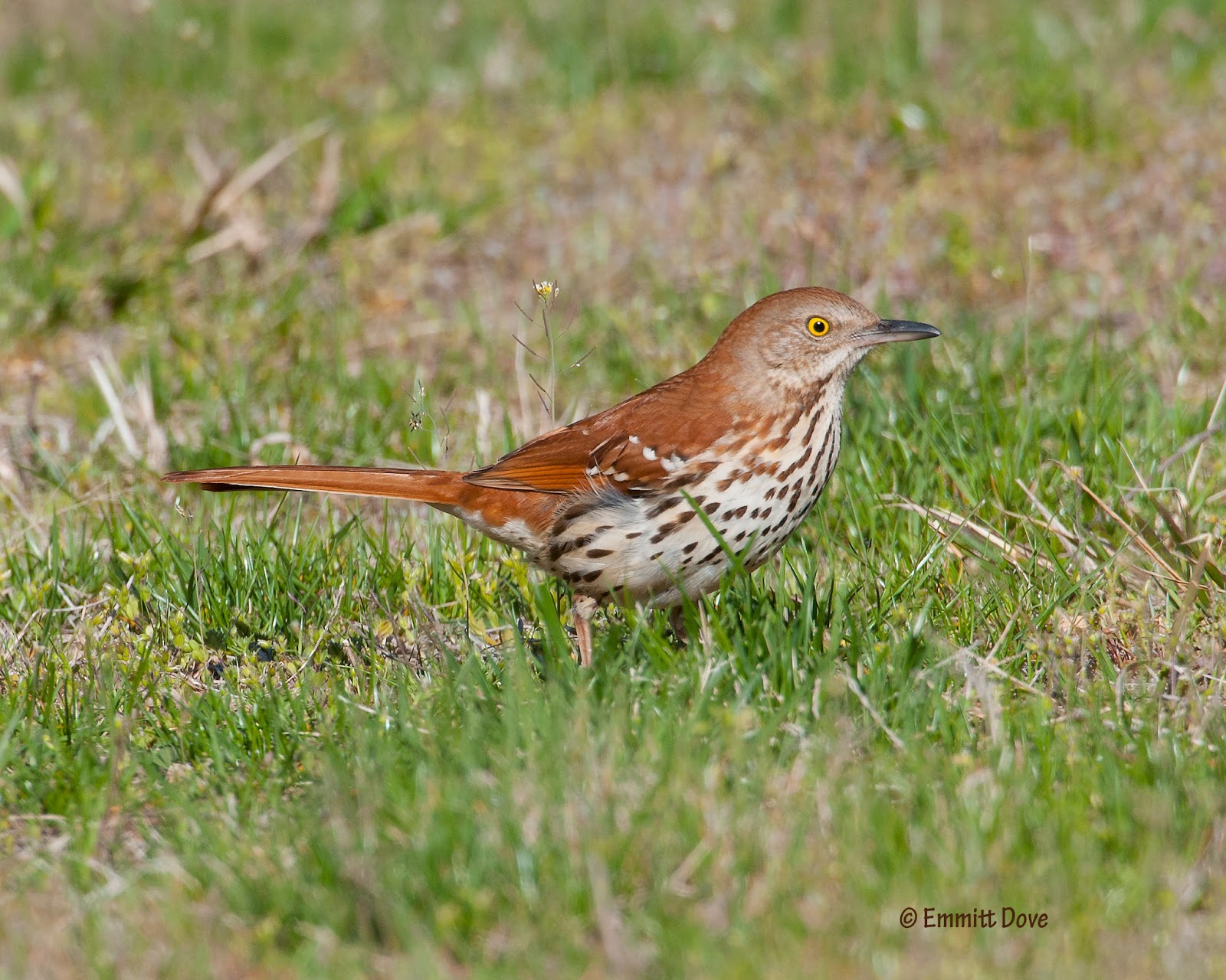 Emmitt's Teardrop Adventures: More Brown Thrashers, and a House Finch