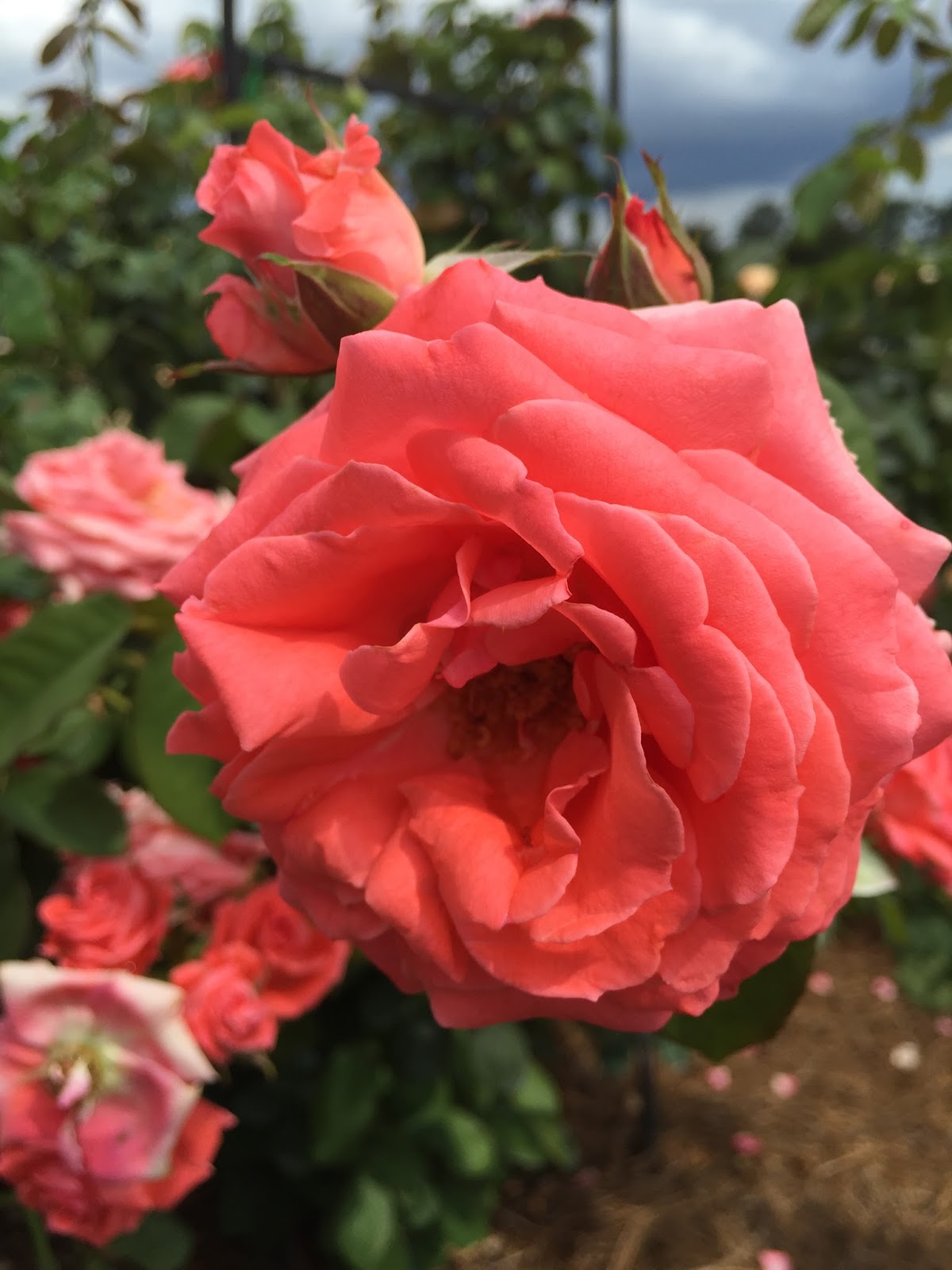 Fayetteville Rose Garden