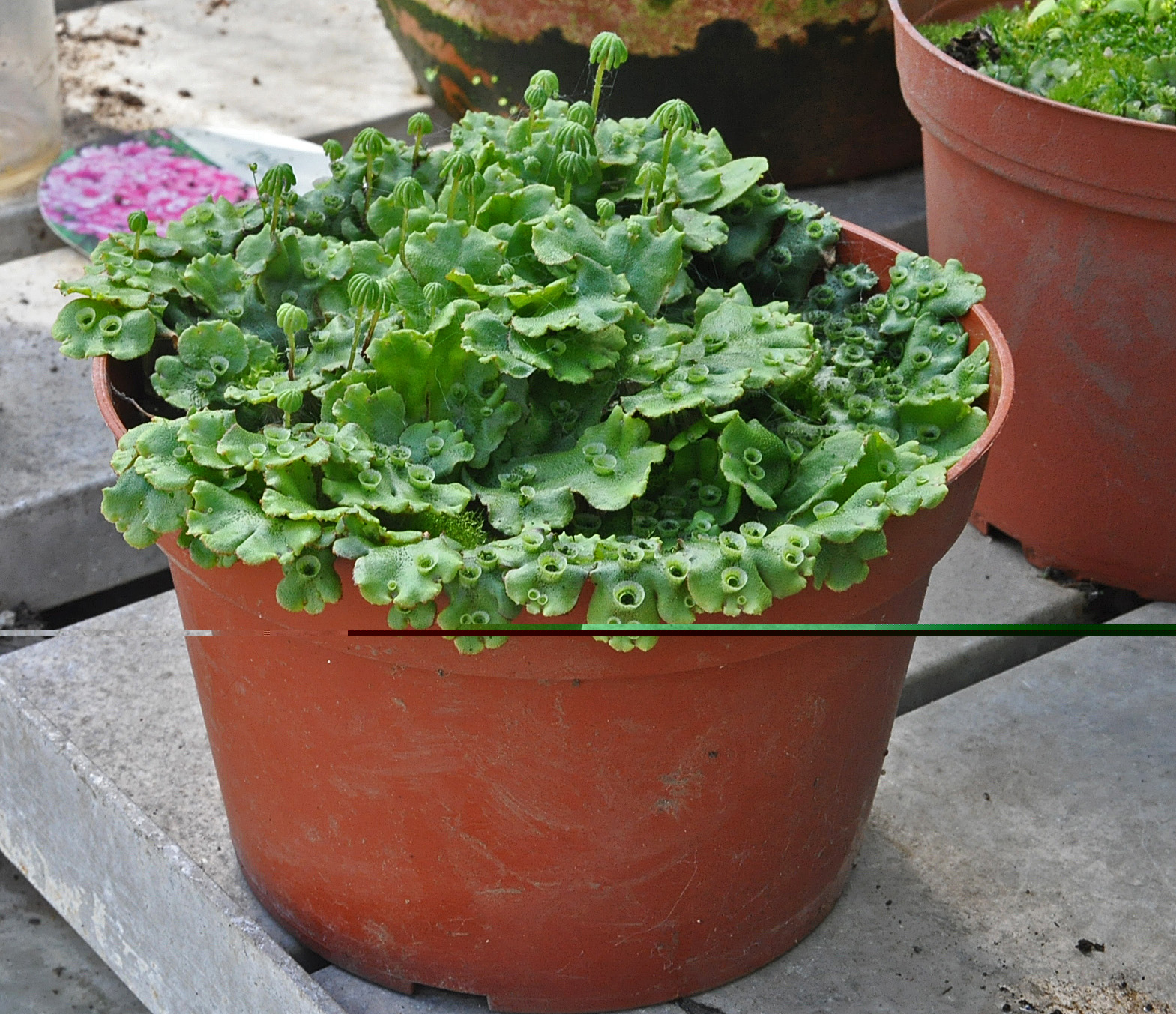 Gardening with John Steedman Lichen, moss and liverwort