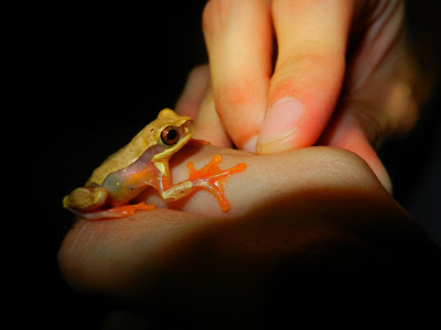 Tree Frog Tree Frog