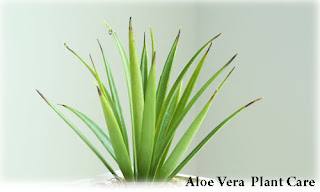 Caring the Aloe Vera Plants