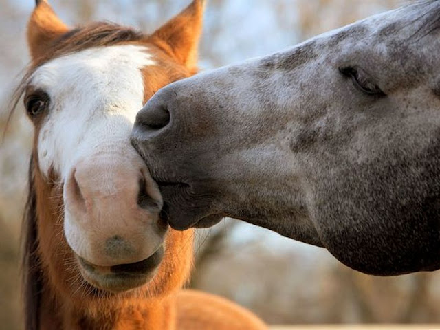 adorable animal kisses, adorable animals kissing, cute animals, animals love, animals in love