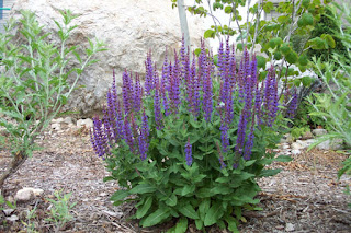 Salvia Para Sudor Excesivo Salvia Para Sudor Excesivo