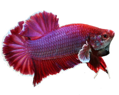 KIOS KOI DAN IKAN HIAS PEMALANG