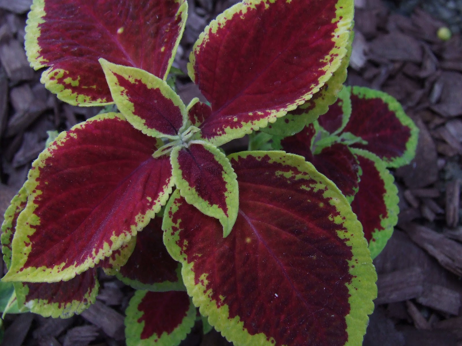 Coleus made for the shade (or sun) What�s Growin� On?