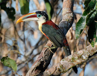 Curl-Crested Aracari, Pteroglossus beauharnaesii