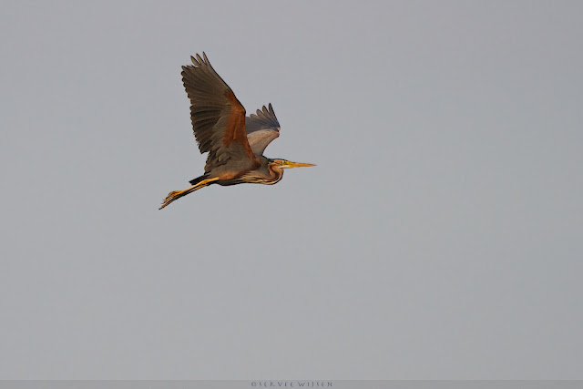 Purperreiger - Purple Heron - Ardea purpurea Purperreiger - Purple Heron - Ardea purpurea