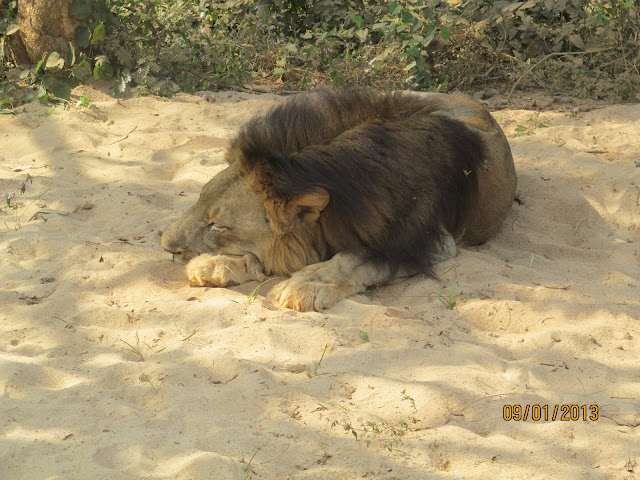 Lion Safari Nandankanan Zoo Puri Odisha