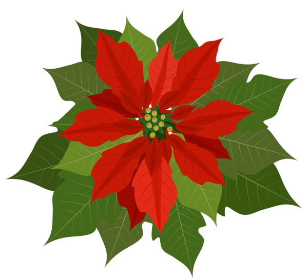 Imagenes Flores De Navidad | gifs y fondos pazenlatormenta im 193 genes de flores de navidad Imagenes Flores De Navidad | gifs y fondos pazenlatormenta im 193 genes de flores de navidad