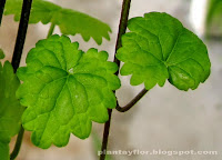 Glechoma hederacea
de hoja verde