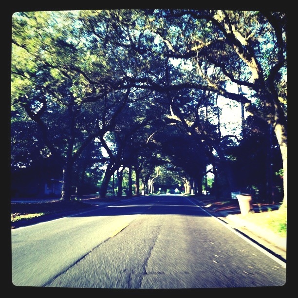 Pensacola's 12th Ave. Tree Tunnel