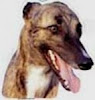 Galgo de corrida.