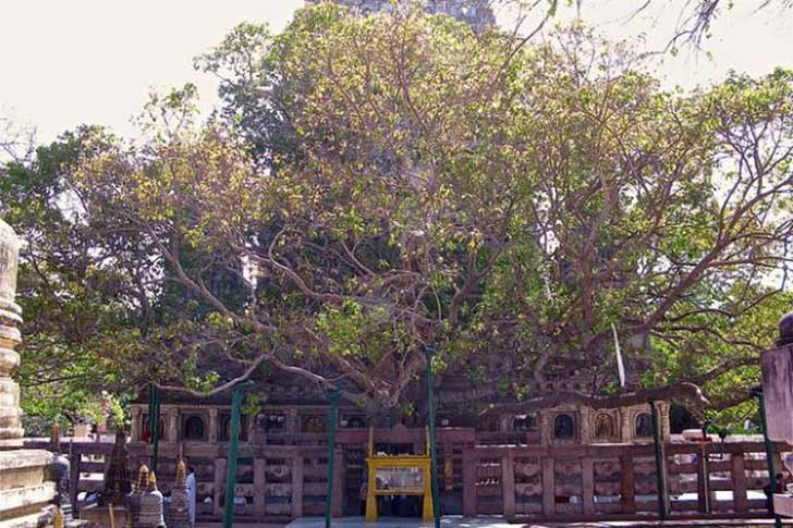 El árbol Bodhi donde Buda alcanzó la iluminación