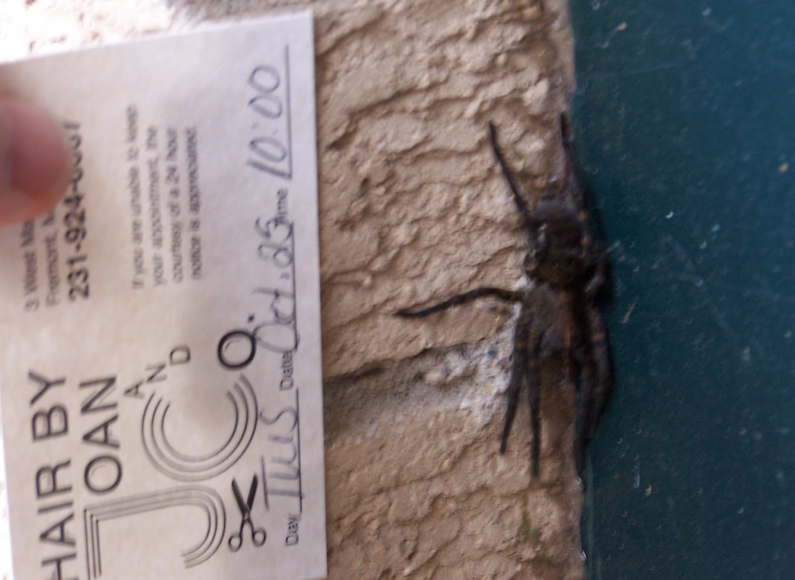 Submitted Pics Wolf Spiders Michigan Spiders
