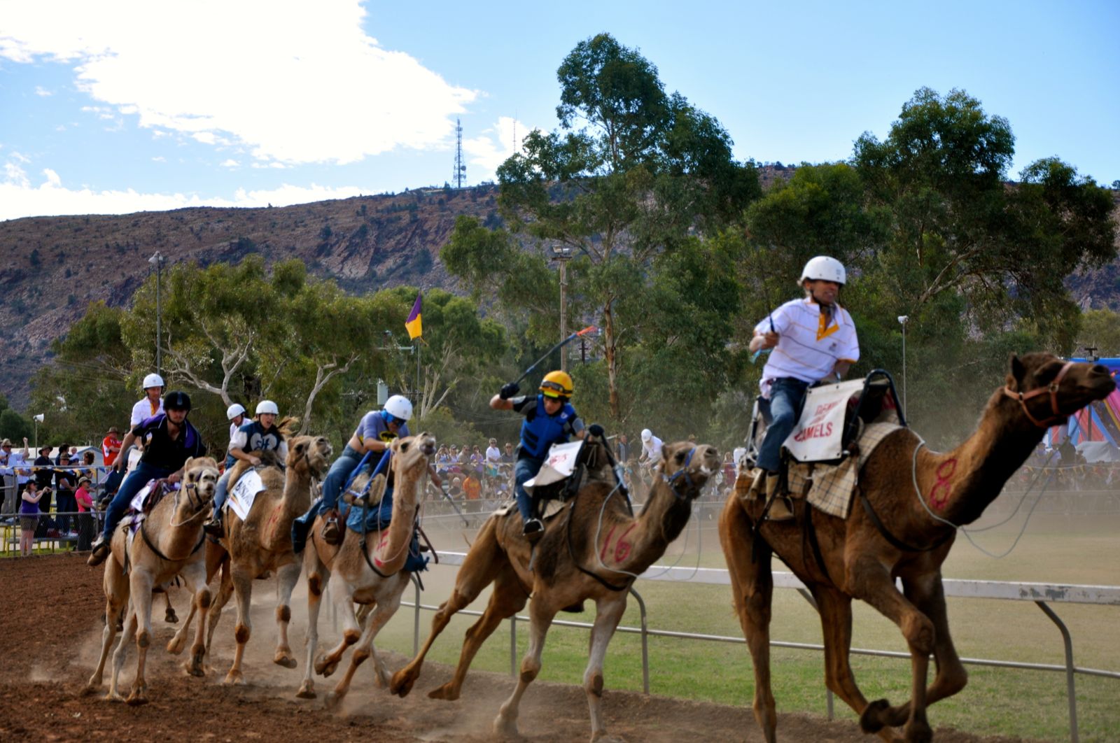Camel Cup