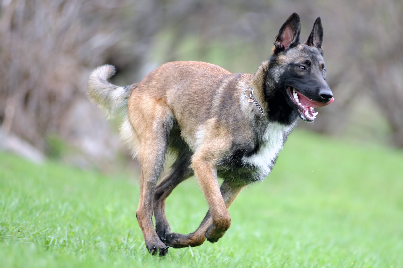 Mantrailing Pastore Belga Malinois