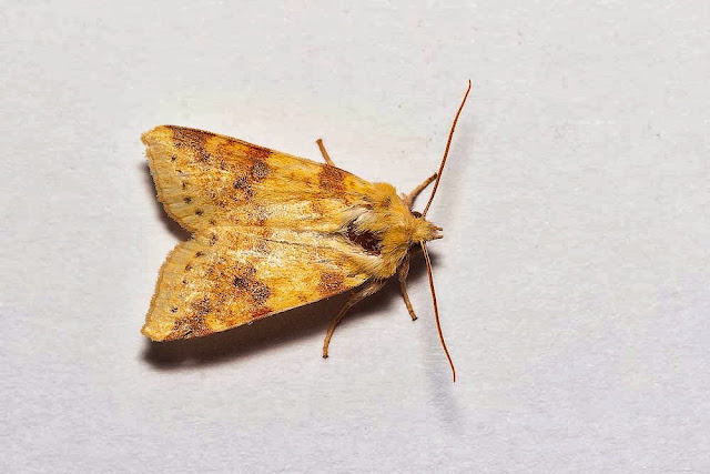 The Sallow (A bit worn on the head) - Photographed in Milton Keynes The Sallow (A bit worn on the head) - Photographed in Milton Keynes
