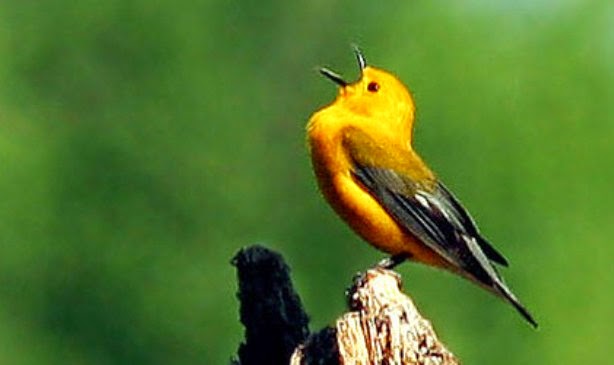Burung Sehat menjaga-kesehatan-burung