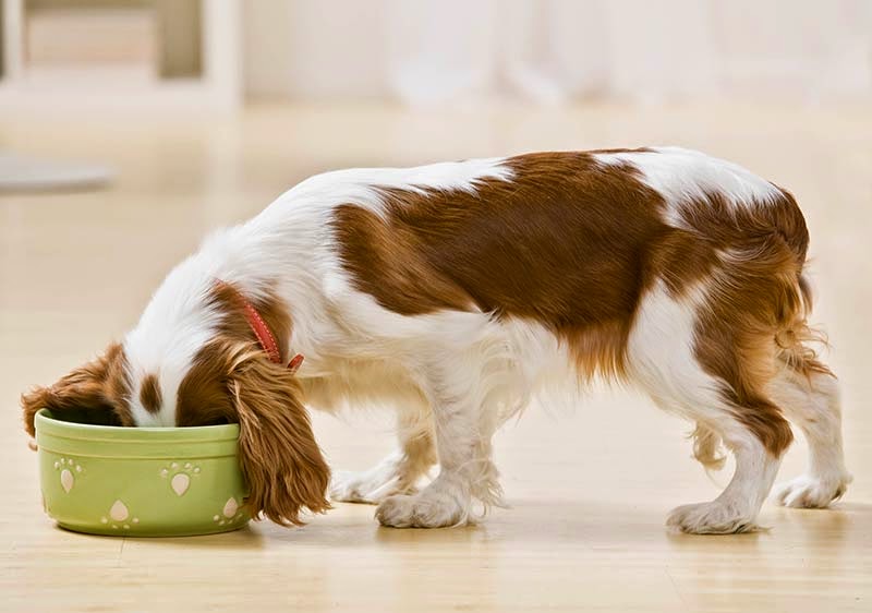 Por que ração para cães contém carboidratos?