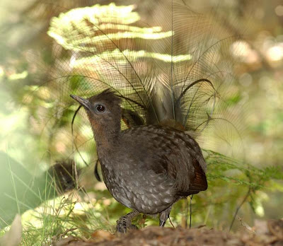 lyrebird superb wildlife curious too